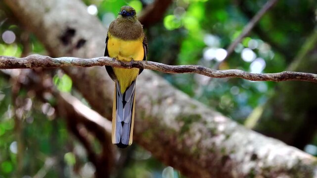 The Orange-breasted Trogon is a resident bird that inhabits lush rainforests. It is beautifully colored and can be found in protected forest areas throughout Thailand.