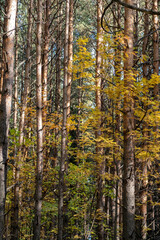 Fototapeta premium Dense forest featuring tall trees with vibrant autumn foliage, showcasing a natural landscape in a serene woodland environment
