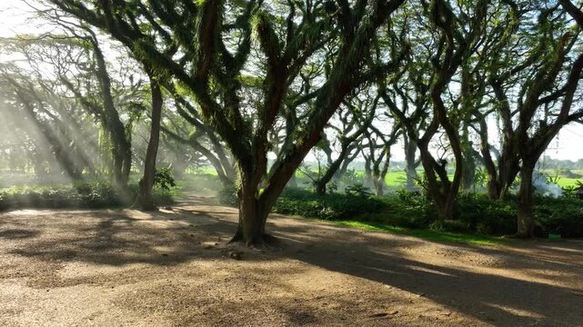 Wide Aerial Pan of Ethereal Sunrays Shining Through Towering Trembesi Rain Trees in De Djawatan Forest Indonesia