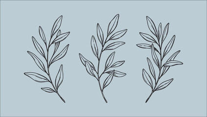 Minimalist olive branch line art set on pastel blue background © MDSAIFUL
