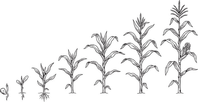 Corn growth stages illustration seedling to mature plant sketch