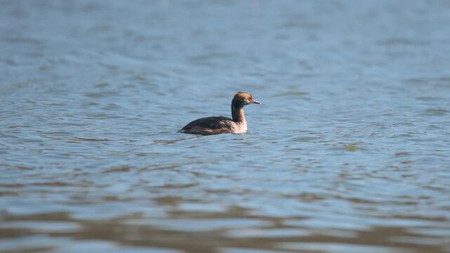 Horned Grebe (Podiceps auritus) Floating on Choppy Water on Sunny Day