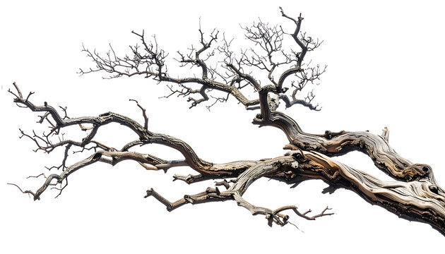 Isolated weathered gnarled tree branch with intricate texture and sparse foliage against a stark white background, suggesting resilience and age