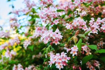 Fototapeta premium Flowers, blossom and spring with plants in nature for growth, pink petals and beauty bush in countryside. Outdoor, bloom and foliage in shrub, sustainability or environment at flora conservation park