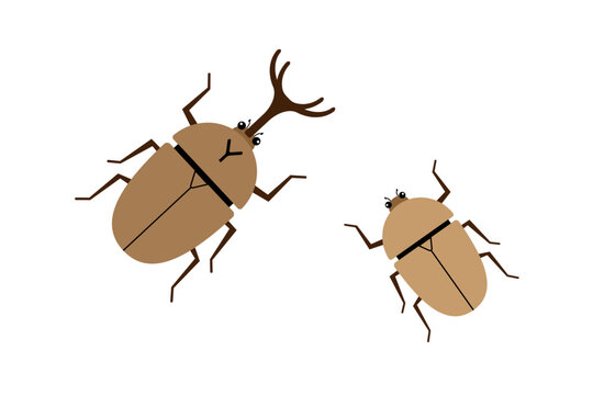 オスとメスのカブトムシのイラスト