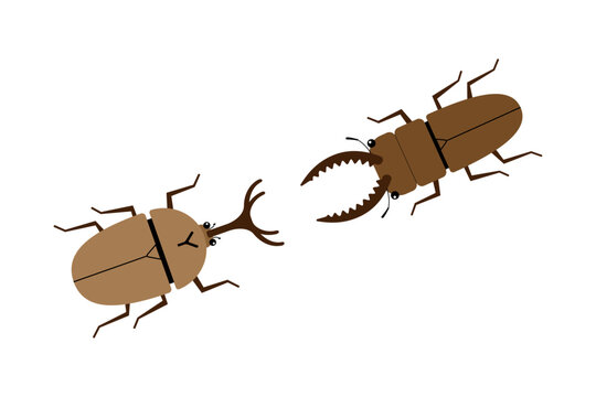 向かい合うオスのカブトムシとオスのクワガタムシ