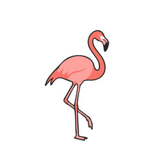 Pink flamingo standing © Asma Humayra