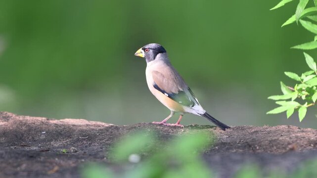 Black Tailed Grosbeak Perching and Hopping on Rock Surface