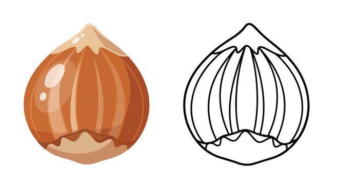 Illustration of a delicious hazelnut with a detailed outline, perfect for food-related designs and healthy eating
