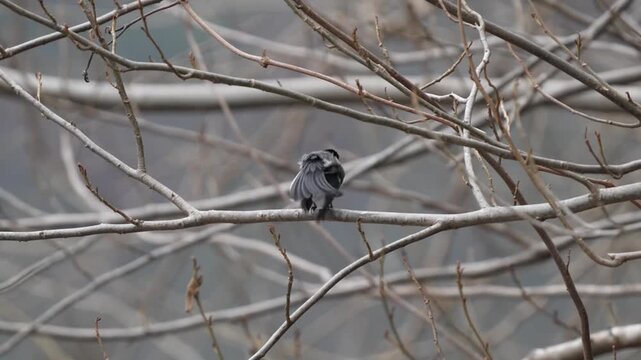 Close up of a small cute great tit bird perching on a bare leafless tree branch in natural wild habitat.