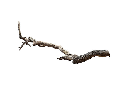 Natural branch, single branch, tree branch