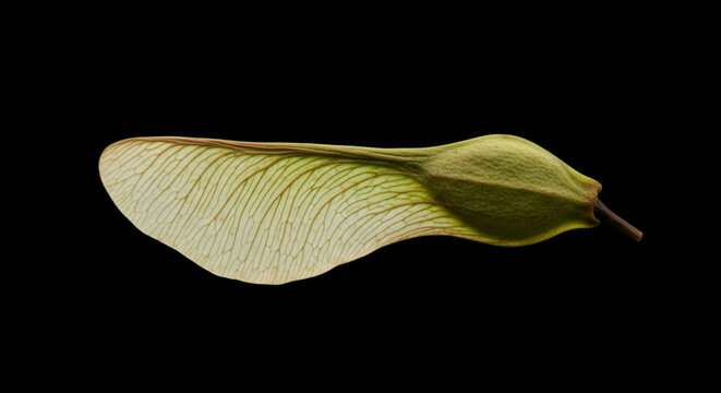 Detailed Maple Seed Wing Isolated on Black Background