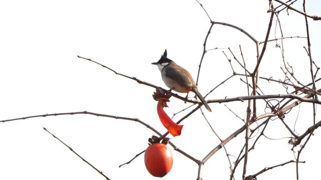 Beautiful Red-whiskered Bulbul bird perching on a bare leafless tree branch next to a ripe orange fruit against a bright sky.