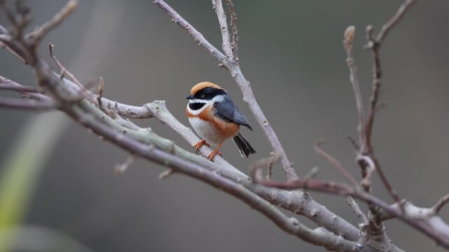Close up of a beautiful cute small bird with an orange crown and black mask perching on a bare leafless branch against a smooth blurred background.