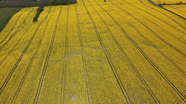 Vast yellow blooming rapeseed field revealing the rural landscape. Drone flying backwards over the canola crop, showing tractor tracks
