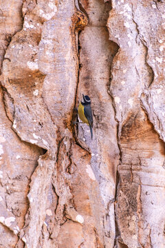 Cyanistes caeruleus pertenece a la familia Paridae.
