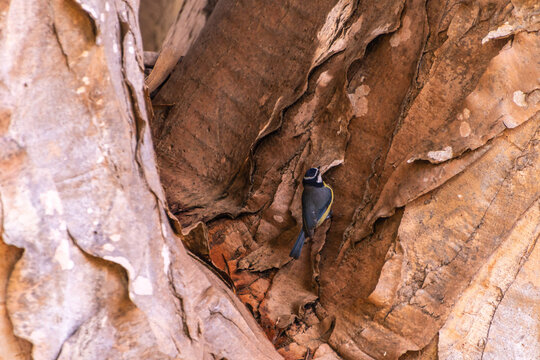 Cyanistes caeruleus pertenece a la familia Paridae.