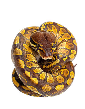 A stunning ball python coils gracefully against a stark black background, showcasing its intricate pattern.