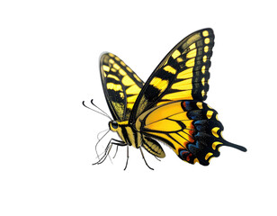 Naklejka premium A vibrant yellow and black swallowtail butterfly is showcased against a stark black background.