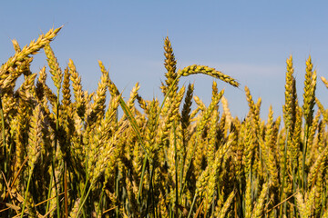 Fototapeta premium Wheat meadow. Ripe Gold Barley field in summer. Nature organic Yellow rye plant Growing to harvest. World global food with sunset in farm land autumn scene background. Happy Agricultural countryside