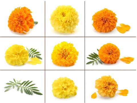 flower collection isolated on white background