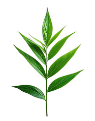 Fototapeta premium A vibrant green leaf branch is strikingly displayed against a solid black background.