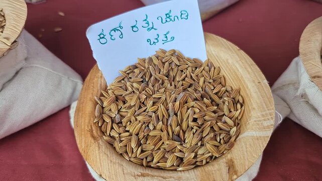 Closeup view of kan ratna chudi paddy displayed at krishi mela showcasing grain texture