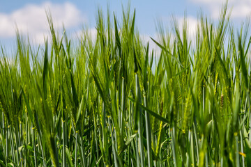 Obraz premium Lush green grass sways gently under a bright blue sky with fluffy clouds during a sunny afternoon in a rural landscape