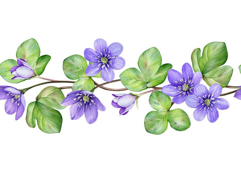 Watercolor border of purple flowers anemone hepatica, liverwort with green leaves on a flowing stem. Spring flowers. Perfect for invitations, stationery, packaging, wedding design and branding.