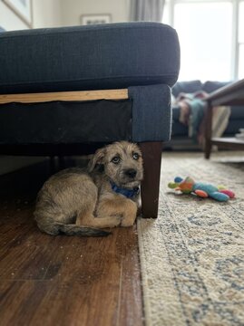 A small, light-colored dog is hiding under the leg of a dark blue sofa. The puppy is looking up with a slightly apprehensive expression.