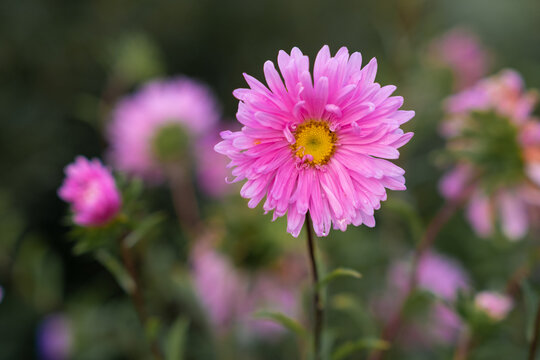 Pink aster flower stands prominently in bloom, surrounded by a blurred background of additional flowers and green foliage in a garden