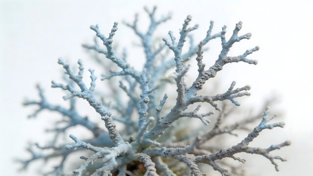 Closeup of intricate branching structure