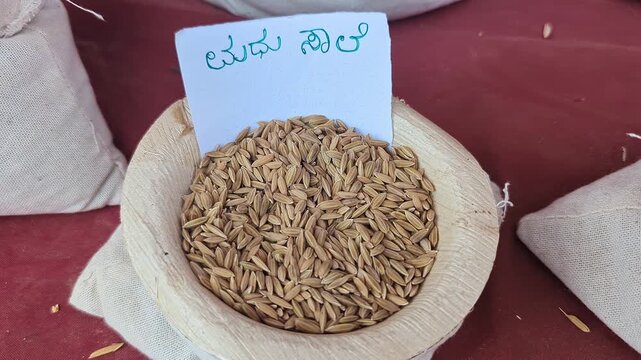 Closeup view of madhu saale paddy displayed at krishi mela showcasing grain quality