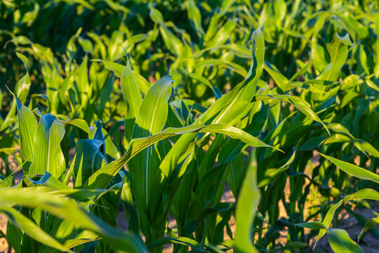 An industrial field of corn sprouts growing in black soil. Corn grow in beautiful rows at sunset. Agricultural landscape