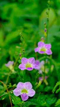 Ganges primrose flowers bloom in clusters at the tips of branches. It is commonly used as ground cover in gardens, along roadsides, or walkways because it is easy to grow and blooms year round