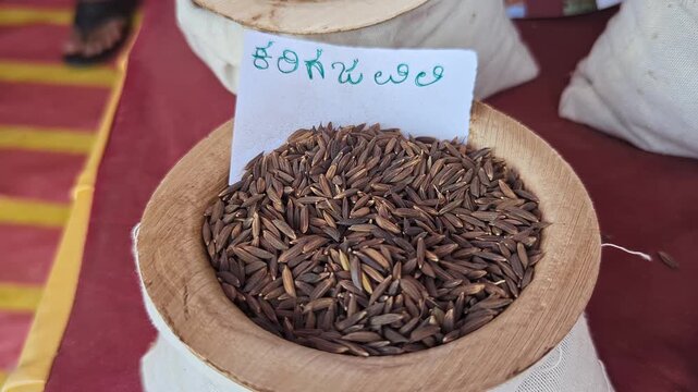 Closeup view of kari gajavili paddy displayed at krishi mela showcasing grain texture