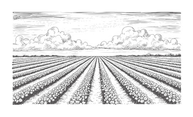 Fototapeta premium Black and white engraving of neatly plowed farmland with cumulus clouds agriculture