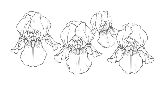 Black and white line of bearded iris flowers in style petals