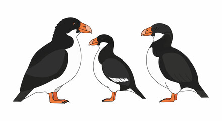 Naklejka premium Three stylized birds with black backs, white fronts, and orange beaks