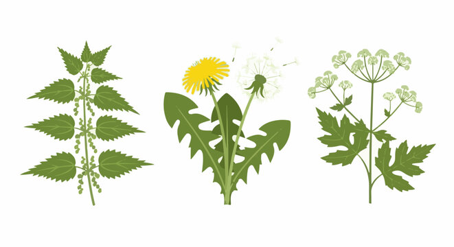 Three stylized plants nettle, dandelion with seeds, and parsley-like plant
