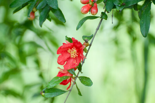 Flowers of pomegranate tree - Punica granatum L. - are bloom in Nagasaki prefecture, Red fowers of pomegranate, Red orange gorgeous pomegranate tree flower close-up against blue sky and green leaves. 