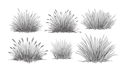 Six hand drawn of grass clumps in dark gray botanical © Fahim