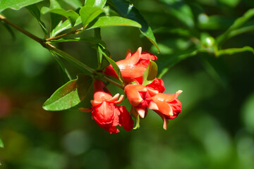 Obraz premium Flowers of pomegranate tree - Punica granatum L. - are bloom in Nagasaki prefecture, Red fowers of pomegranate, Red orange gorgeous pomegranate tree flower close-up against blue sky and green leaves. 