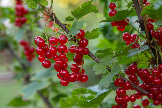 Vibrant red currant clusters hanging from lush green branches in a sunny garden showcasing the beauty of Ribes rubrum in full bloom