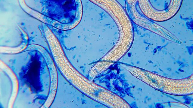 Nematodes moving slowly in blue water droplet under 400x magnification brightfield microscopy. 4K scientific microscopy footage.