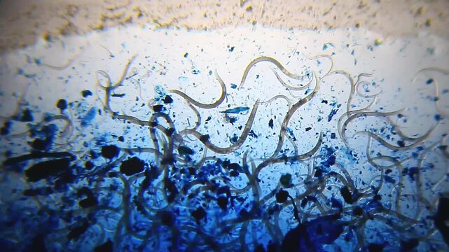 Nematodes actively moving in blue water droplet under 40x magnification brightfield microscopy. 4K scientific microscopy footage.