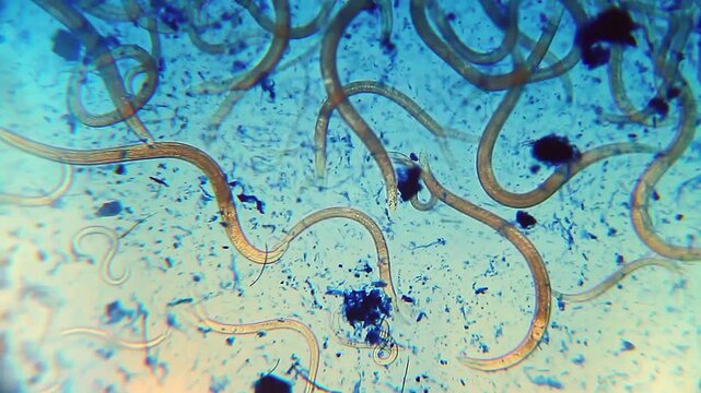 Nematodes actively moving in blue water droplet under 100x magnification brightfield microscopy. 4K scientific microscopy footage.