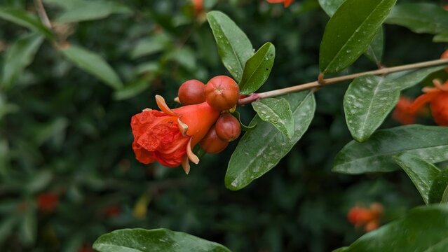 Flowers of pomegranate tree - Punica granatum L. - are bloom in Nagasaki prefecture, Red fowers of pomegranate, Red orange gorgeous pomegranate tree flower close-up against blue sky and green leaves. 