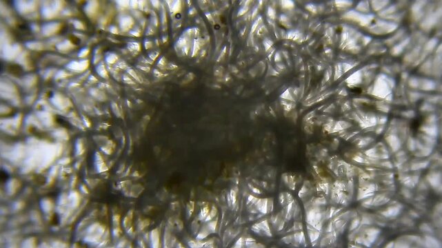Nematodes aggregation actively moving under 40x magnification brightfield microscopy. 4K scientific microscopy footage.