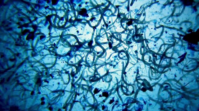 Large nematodes aggregation actively moving in blue water droplet under 40x magnification brightfield microscopy. 4K scientific microscopy footage.
